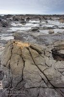 Petrified forest