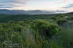 Spirits Bay gumland