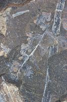Plant fossils