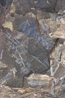 Plant fossils