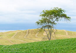 Rural