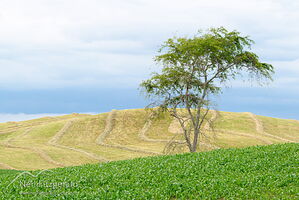 Fields