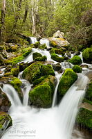 Forest stream