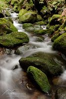 Stream