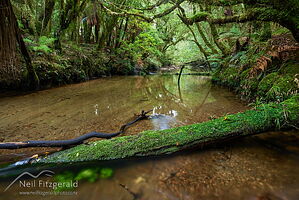 Waihāhā River
