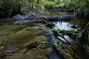 Waihāhā River
