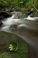 Forest stream