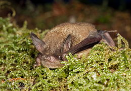 Bats