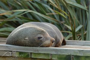 New Zealand fur seal