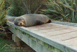 New Zealand fur seal