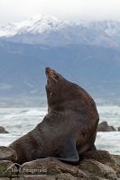 New Zealand fur seal