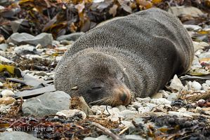 New Zealand fur seal