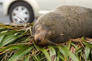 New Zealand fur seal