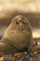 New Zealand fur seal