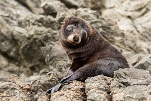 New Zealand fur seal