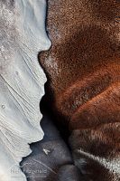 New Zealand fur seal