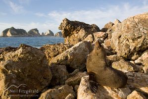New Zealand fur seal