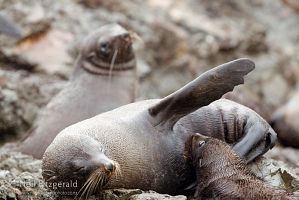 New Zealand fur seal