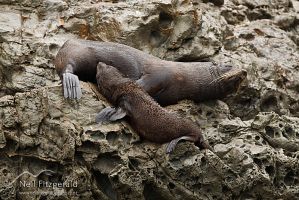 New Zealand fur seal
