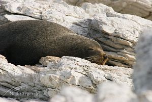 New Zealand fur seal