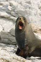New Zealand fur seal