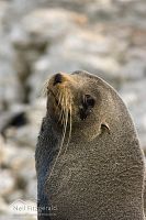 New Zealand fur seal