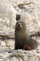New Zealand fur seal