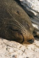 New Zealand fur seal