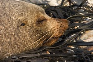 New Zealand fur seal