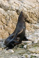 New Zealand fur seal