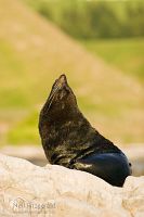 New Zealand fur seal
