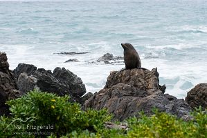 New Zealand fur seal