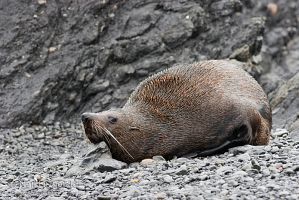 New Zealand fur seal