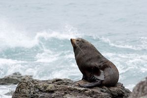 New Zealand fur seal