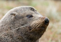 New Zealand fur seal