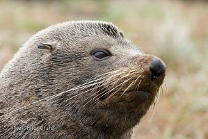 New Zealand fur seal