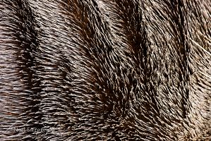 New Zealand fur seal