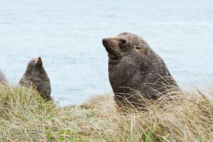 New Zealand fur seal