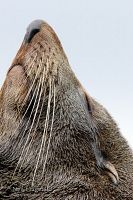 New Zealand fur seal