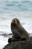 New Zealand fur seal