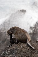 New Zealand fur seal
