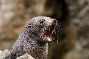 New Zealand fur seal