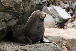 New Zealand fur seal