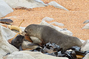New Zealand fur seal