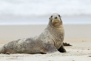 New Zealand sea lion
