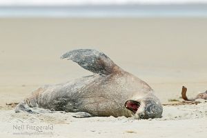 New Zealand sea lion
