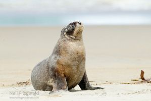 New Zealand sea lion