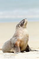 New Zealand sea lion