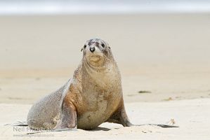 New Zealand sea lion