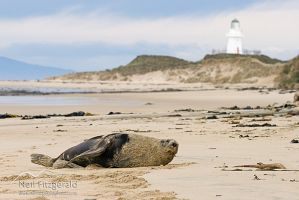 New Zealand sea lion
